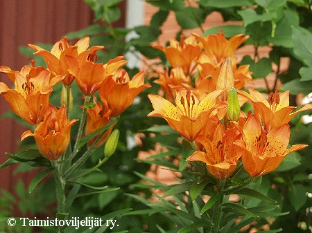 Lilium bulbiferum